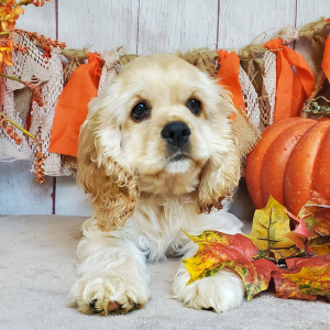 Cocker Spaniel Puppy Polly