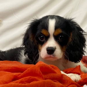 Cavalier King Charles Spaniel Puppy Viper