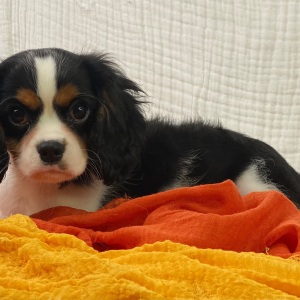 Cavalier King Charles Spaniel Puppy Viper