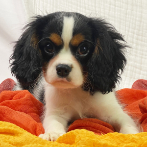 Cavalier King Charles Spaniel Puppy Viper
