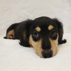 Dachshund Puppy Tackel