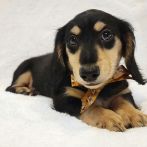 Dachshund Puppy Tackel