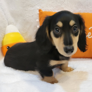Dachshund Puppy Tackel
