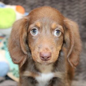Dachshund Puppy Emery