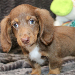 Dachshund Puppy Emery