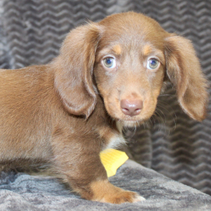 Dachshund Puppy Emery