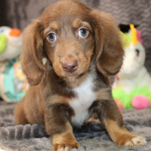 Dachshund Puppy Emery