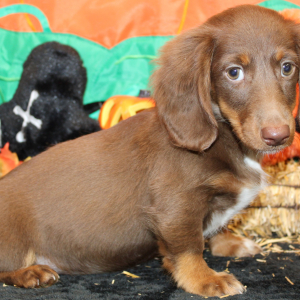 Dachshund Puppy Emery