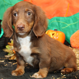 Dachshund Puppy Emery