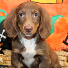 Dachshund Puppy Emery