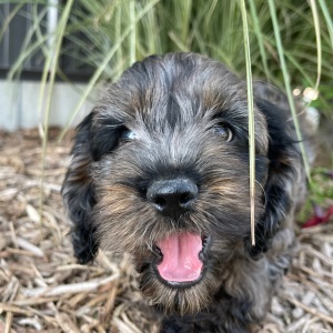 Cockapoo Puppy Buster