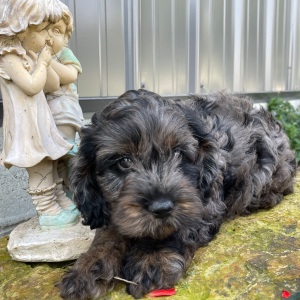 Cockapoo Puppy Buster