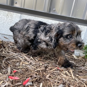Cockapoo Puppy Buster