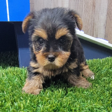 Yorkshire Terrier Puppy Layla