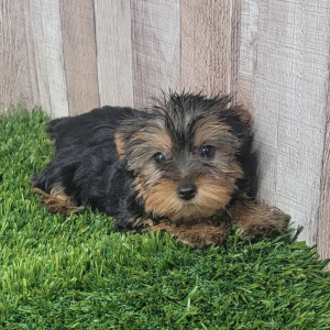 Yorkshire Terrier Puppy Layla