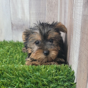 Yorkshire Terrier Puppy Layla