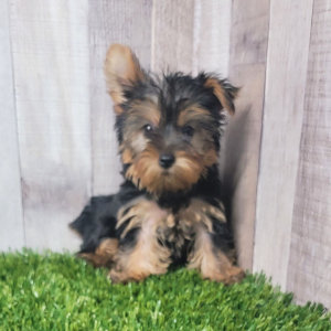 Yorkshire Terrier Puppy Layla