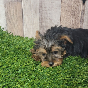 Yorkshire Terrier Puppy Layla