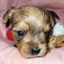 Yorkshire Terrier Puppy Skipper