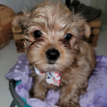 Yorkshire Terrier Puppy Skipper