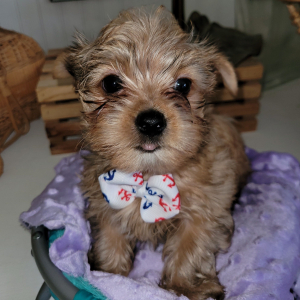 Yorkshire Terrier Puppy Skipper