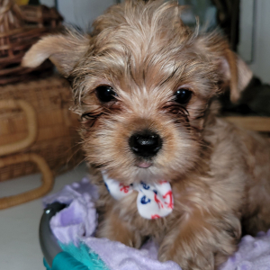 Yorkshire Terrier Puppy Skipper