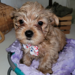 Yorkshire Terrier Puppy Skipper