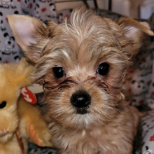 Yorkshire Terrier Puppy Skipper