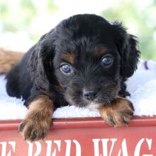 Cavapoo Puppy Lane