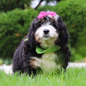 Bernedoodle Puppy Ro