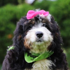 Bernedoodle Puppy Ro