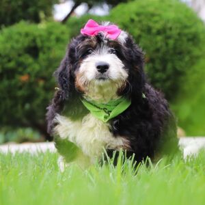 Bernedoodle Puppy Ro