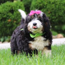 Bernedoodle Puppy Ro
