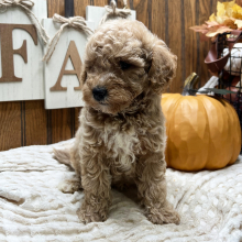 Goldendoodle Puppy Valentino