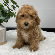 Goldendoodle Puppy Valentino
