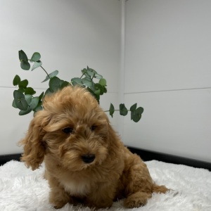 Goldendoodle Puppy Terry