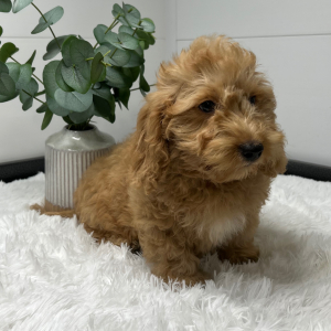 Goldendoodle Puppy Terry
