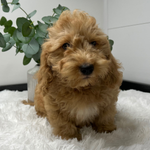 Goldendoodle Puppy Terry