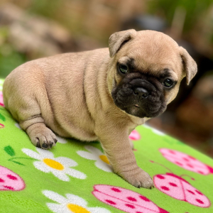 French Bulldog Puppy Flossy