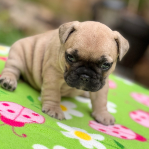 French Bulldog Puppy Flossy