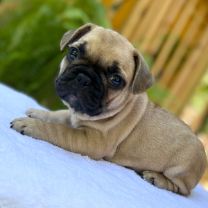 French Bulldog Puppy Flossy