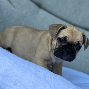 French Bulldog Puppy Flossy