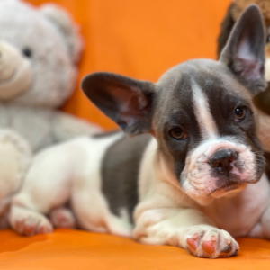 French Bulldog Puppy Rock And Roll
