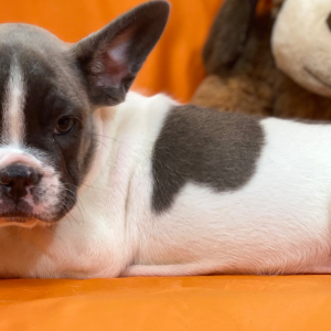 French Bulldog Puppy Rock And Roll