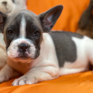 French Bulldog Puppy Rock And Roll