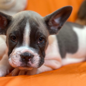 French Bulldog Puppy Rock And Roll