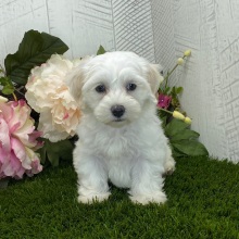 Havapoo Puppy Andrea