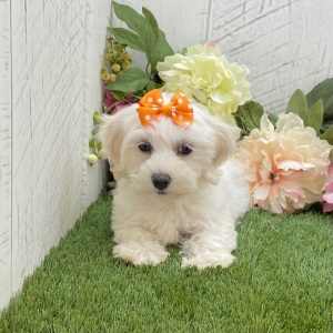 Havapoo Puppy Andrea