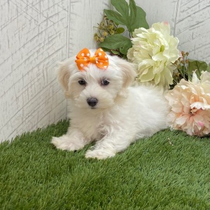 Havapoo Puppy Andrea