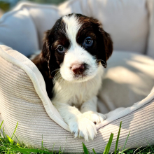 English Springer Spaniel Puppy Matoke